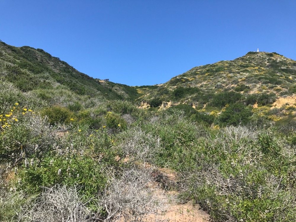 an example of the chaparral ecosystem as seen from the Bayside Trail at Cabrillo National Monument.