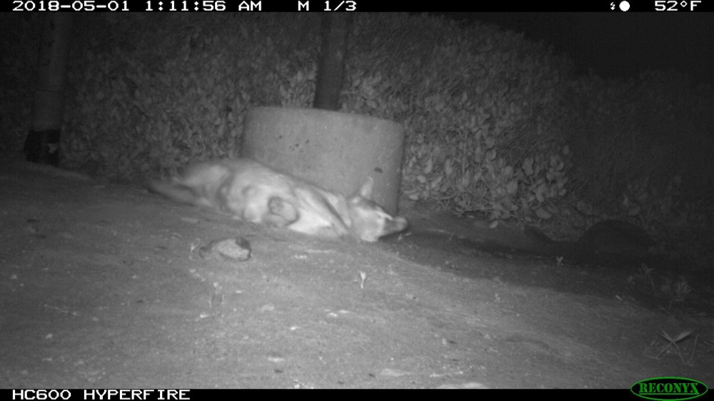 A black and white camera trap photo of a Gray Fox caught at 1:11 am on May 1, 2018.