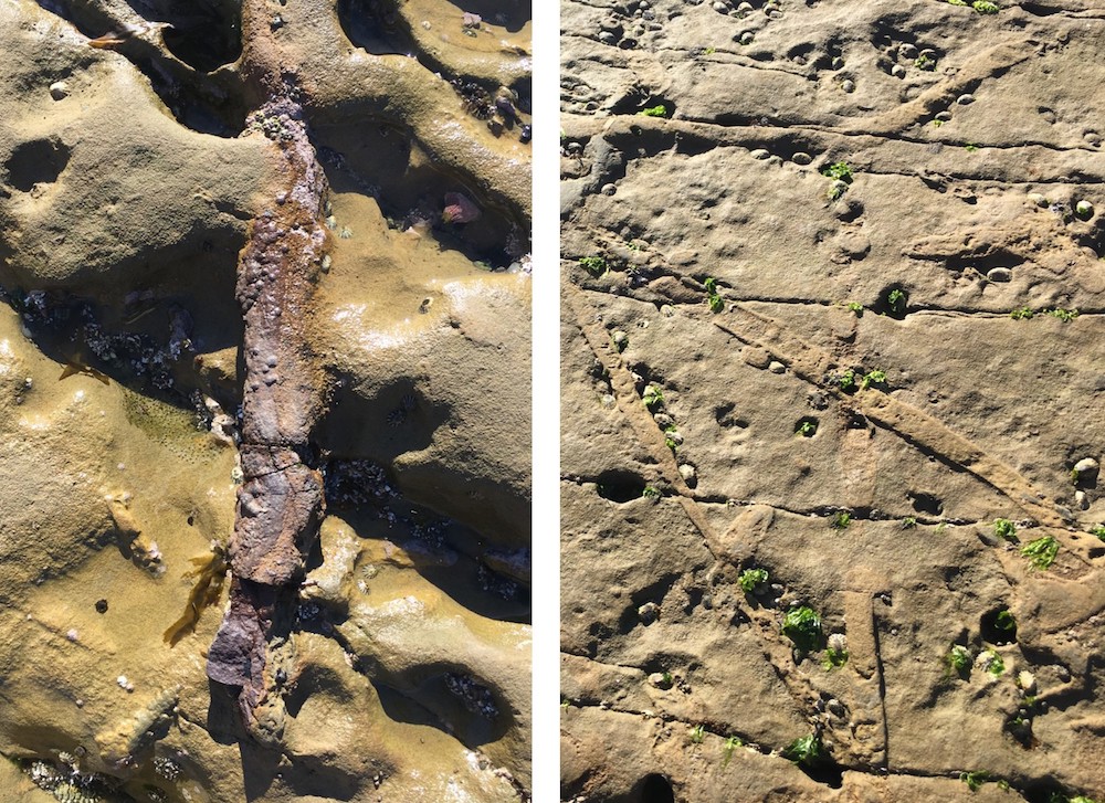 fossilized burrows of Ophiomorpha (left) and Thalassinoides (right) in the Cabrillo National Monument tidepools.