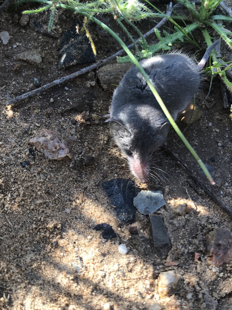 A small, gray Desert Shrew with prominent long snout is photographed among the brush.