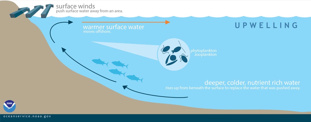 A pictorial representation of the process of “upwelling” with arrows indicating the movements of wind and water – surface winds push surface water away from an area, then deeper, colder, nutrient rich water rises up from beneath the surface