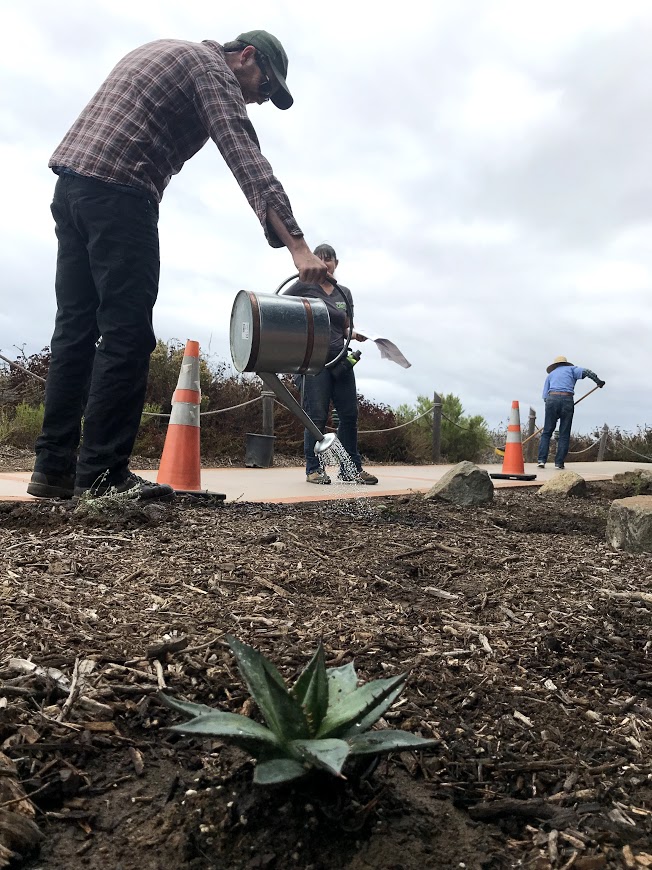 a volunteer using a watering can to water a newly-planted area behind the Visitor Center at Cabrillo National Monument.