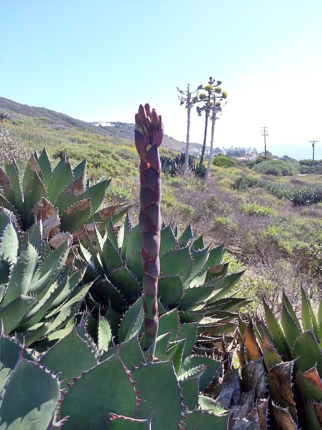 Shaw's Agave at Cabrillo. A tall plant stem rises above large plant leaves.