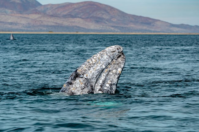A Gray whale sticks it's head out of the ocean. Hills seen in the distance.