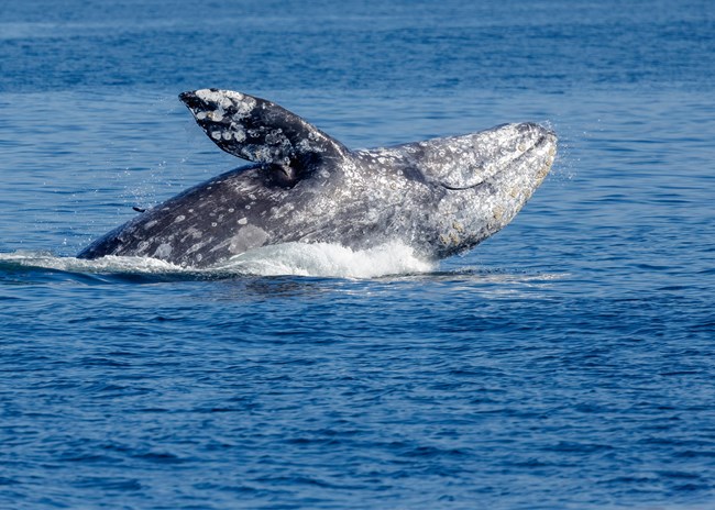 A majestic gray whale breaches the surface of the ocean, showcasing its barnacle-covered skin and powerful flukes.