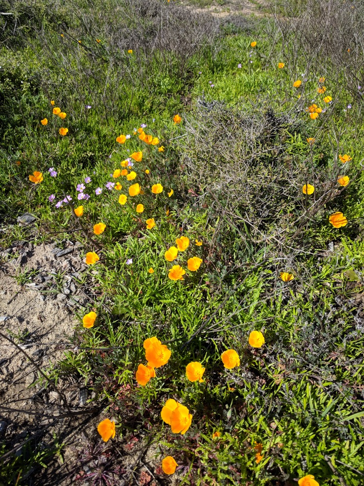 A view of the terrain next to the Coastal Trail at Cabrillo National Monument. Beautiful flowers dominate the shot: