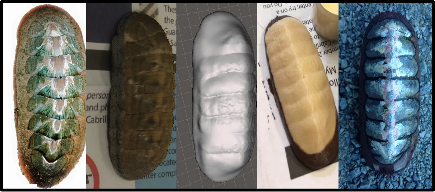 Photo showing 3d models of chitons