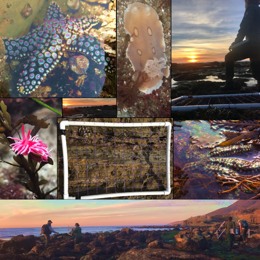 Collage of photos from Tidepool Monitoring at Cabrillo