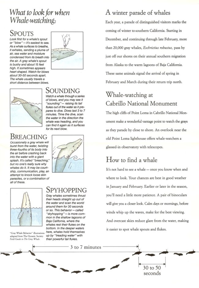 An illustrated poster of how to spot a whale.