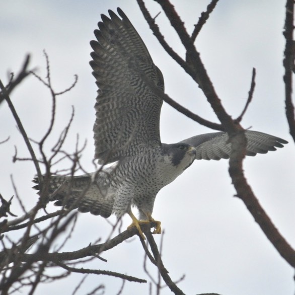 The Peregrine Falcon: At Home in Cabrillo National Park