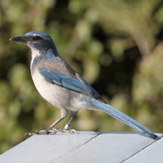 California Scrub Jay Cabrillo National Monument U S National Park Service