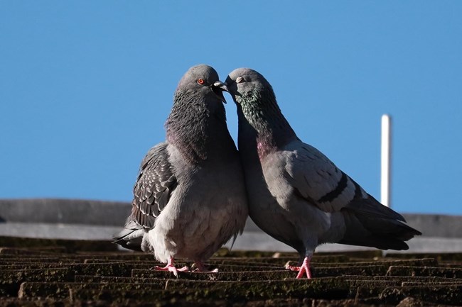 One  pigeon stands with its eyes closed and its beak on the side of the other pigeon's head, the other pigeon faces forward with its beak open receiving the gesture.