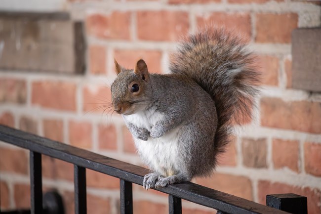 A predominantly gray squirrel sits on a black railing in front of a brick wall at Castle Clinton. It is hunched over with its front paws against its white stomach. Its bushy tail is perked up behind it.