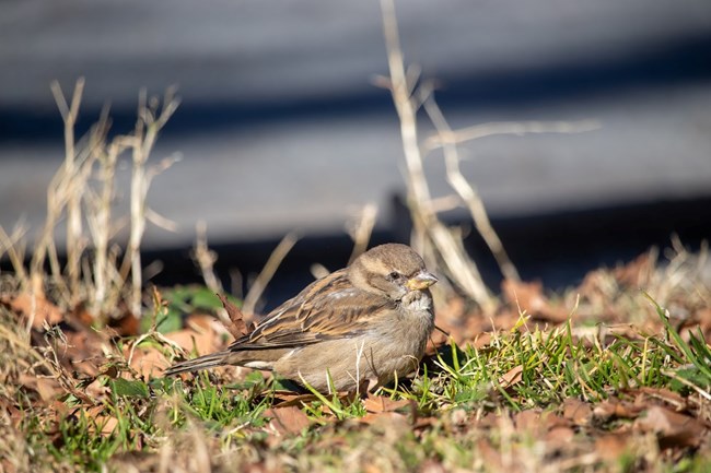 A small bird stands in grass and debris, it is a muted brown color with varied brown tones and dark highlights along its wing feathers.