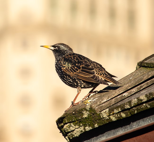 A Robin-sized bird is perched on top of a paneled roof.
