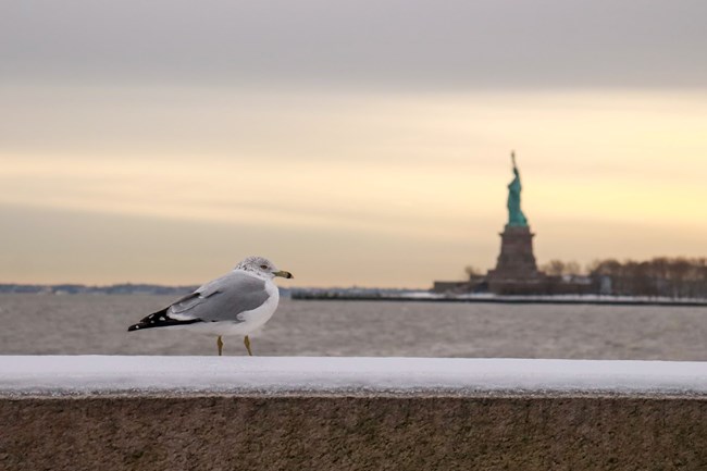 A gull stands on a snow covered ledge across the water from the Statue of Liberty at sunset.