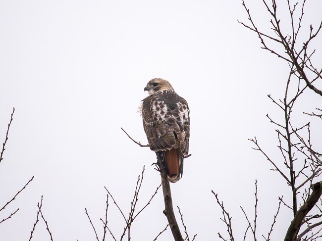 A close-up of a large raptor perched on the bare dark branches of a tree, the bird has  a rusty red tail and brown and white feathers on its wings which are closed around its back.