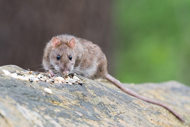 A brown rat on a log stares at the camera