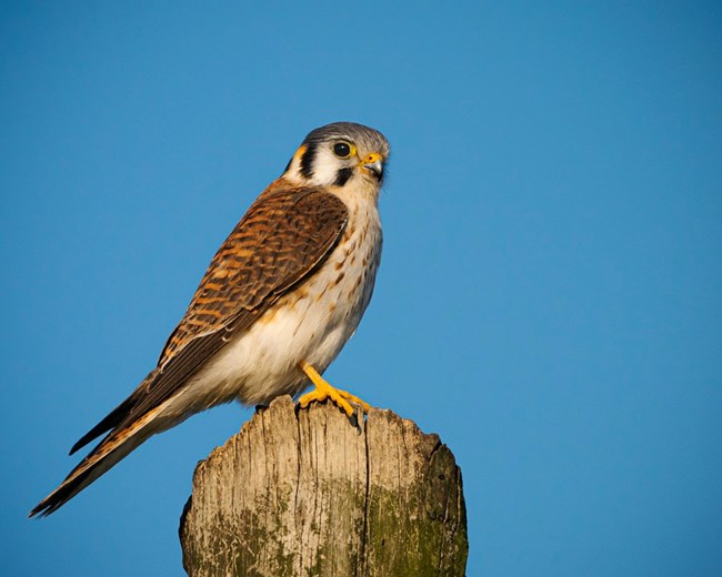 A small raptor sits atop a wooden post, the bird is colorful with a deep rust color on its back and wings which are lined with black markings. It has a white breast and belly with rusty brown streaks, a gray cap, and two dark lines along its face.