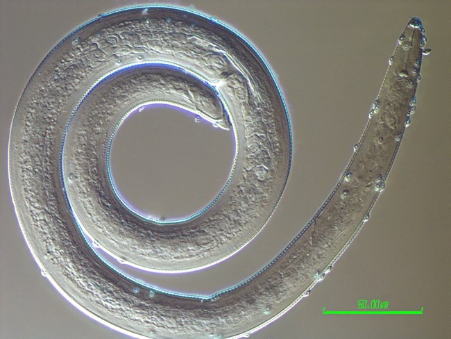 Nematode A clear microscopic worm sits in front of a grey background.