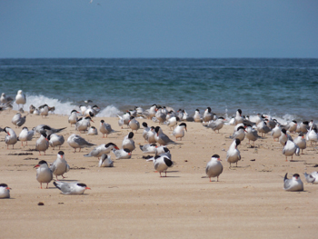 Birds - Cape Cod National Seashore (U.S. National Park Service)