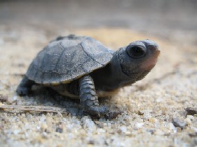 Animals - Cape Cod National Seashore (U.S. National Park Service)