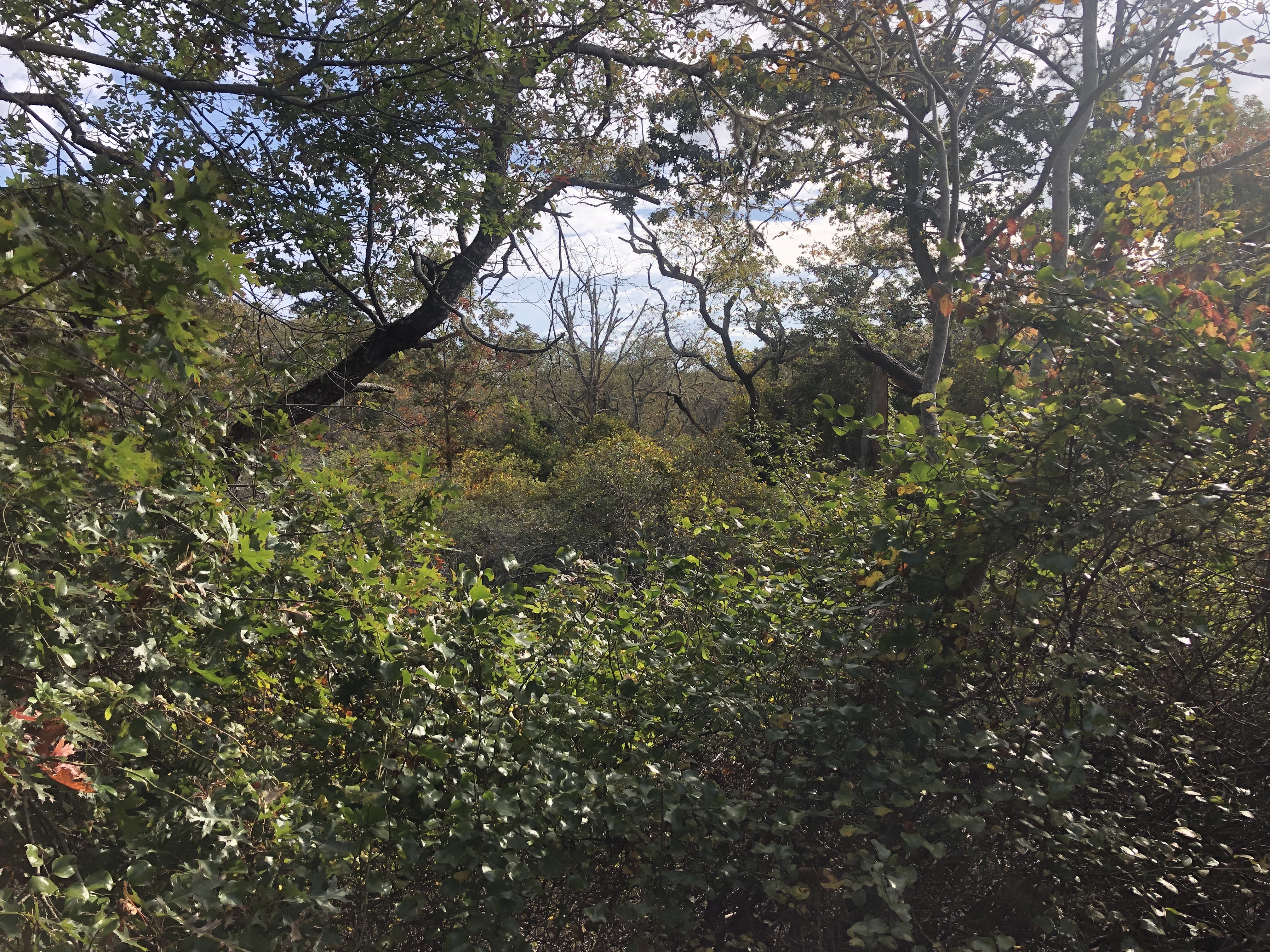 Overgrown greenery and shrubs fill the frame.