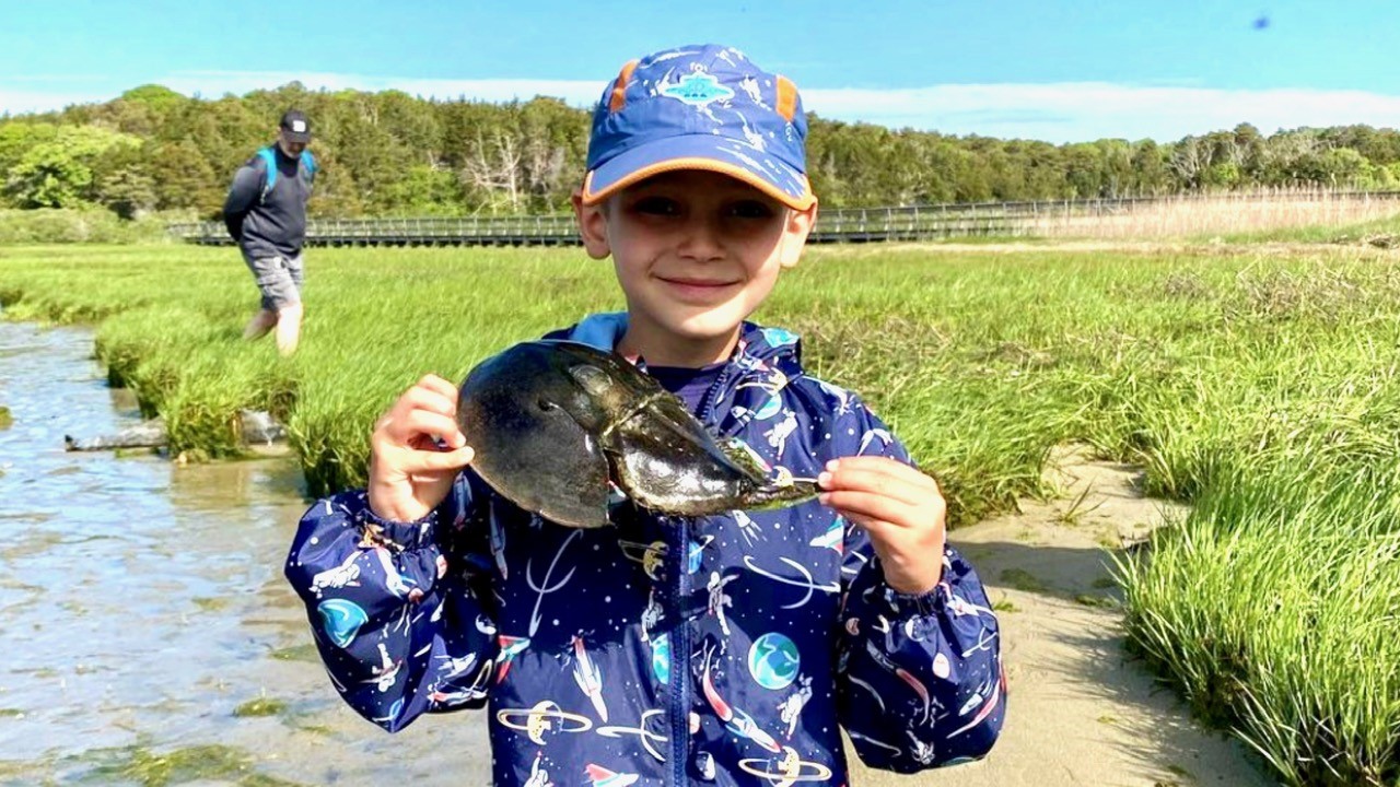 Horseshoe crab