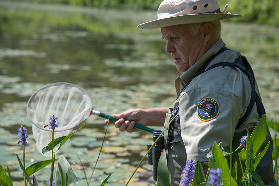 A man holding a net approaches a perched dragonfly on a marsh plant.