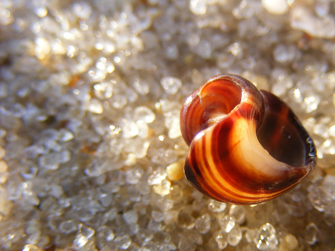 A spiraling seashell glows under the sunlight resting on crystal grains of sand.