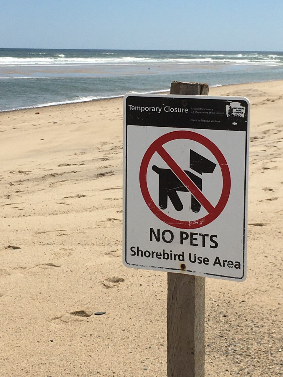 are dogs allowed on cape cod beaches