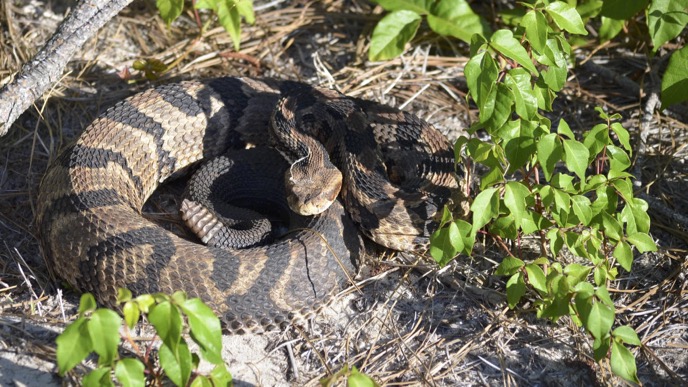 Eastern Hognose Snake - North Carolina