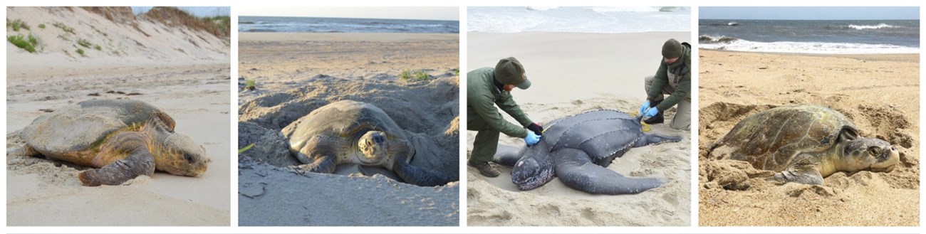 Four images of sea turtles on a sandy beach