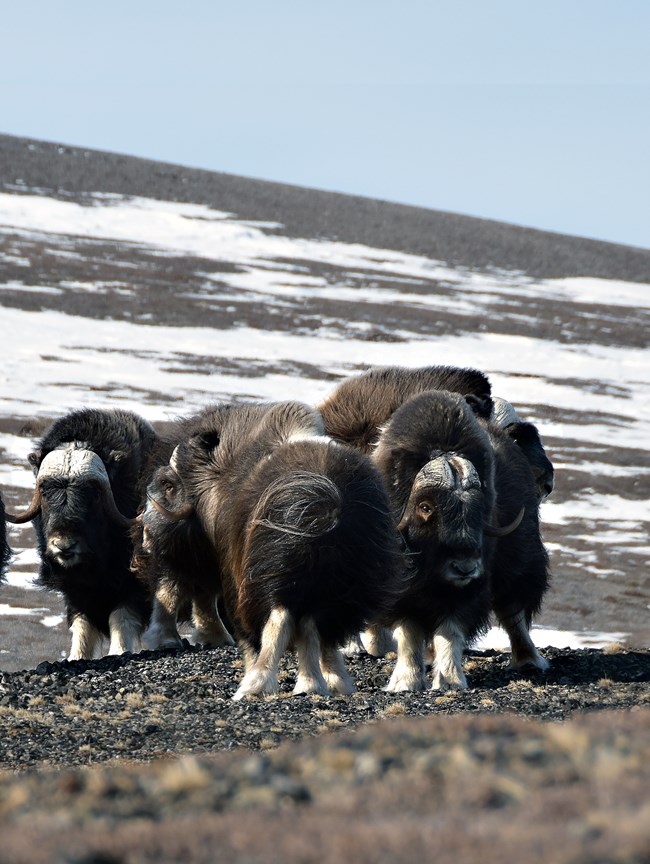 Muskoxen huddle