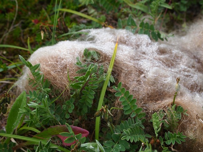 Muskox wool