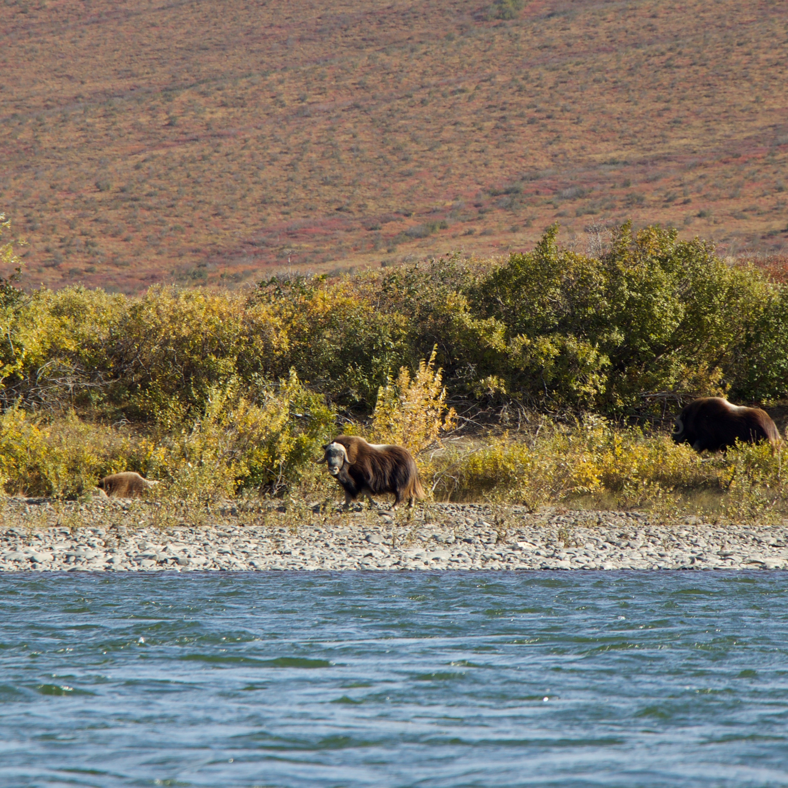 Muskox stands on opposite side of Noatak River