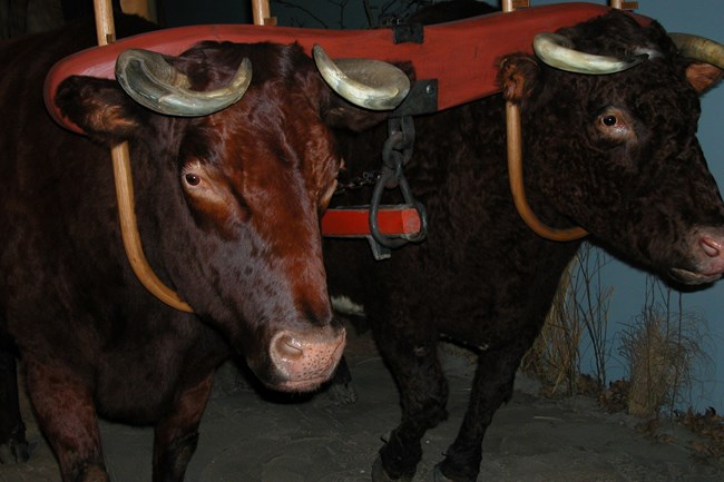 An oxen in a wooden yoke.