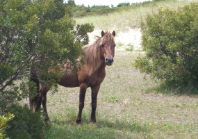 Horse behind shrub