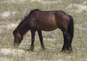 Horse grazing in sandy area