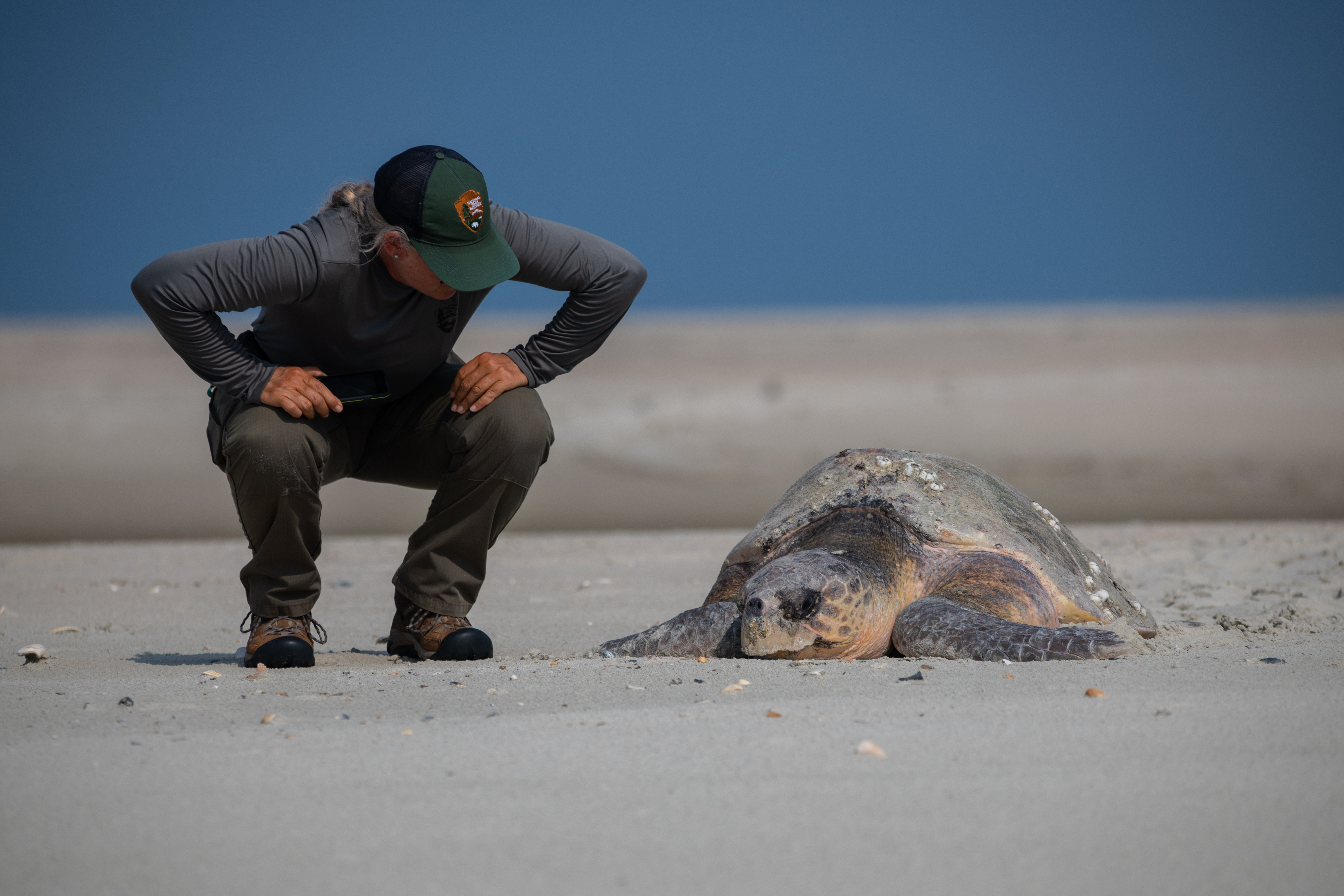 Tourist observing a large sea turtle on the sandy beaches of Cabo Verde, highlighting the island's wildlife and eco-tourism opportunities. Viagens low cost Cabo Verde.