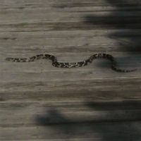 Eastern Hog-nosed Snake - Cape Cod National Seashore (U.S. National Park  Service)