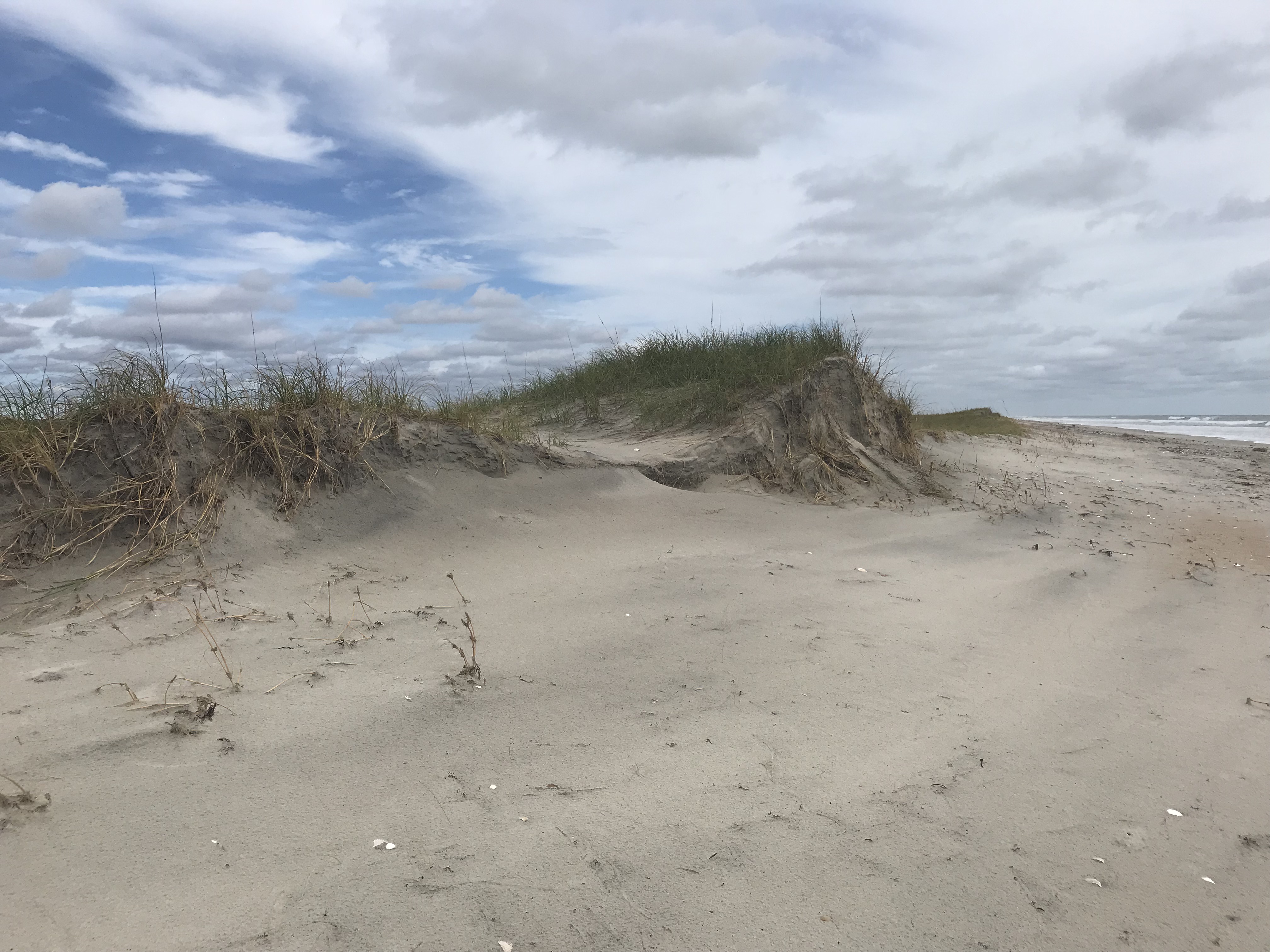 A small sand dune covered with beach grasses accumulates sand at its base on the edge of a smooth sandy beach.