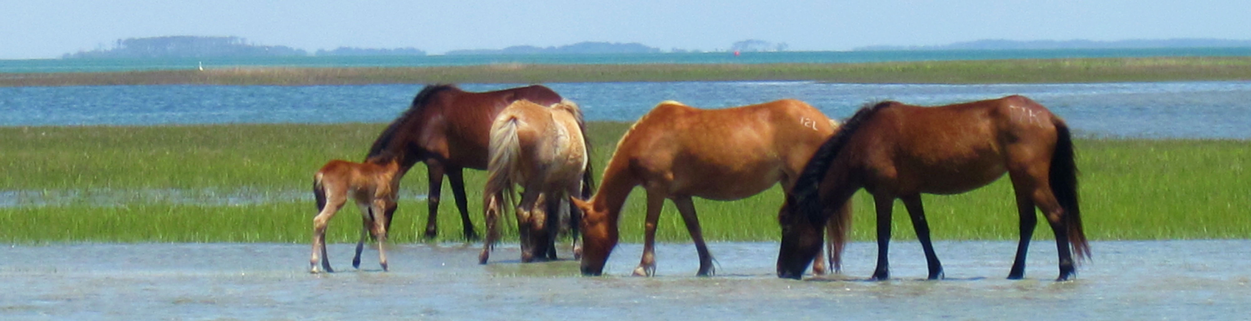 Watching horses on Shackleford Banks - Cape Lookout National Seashore