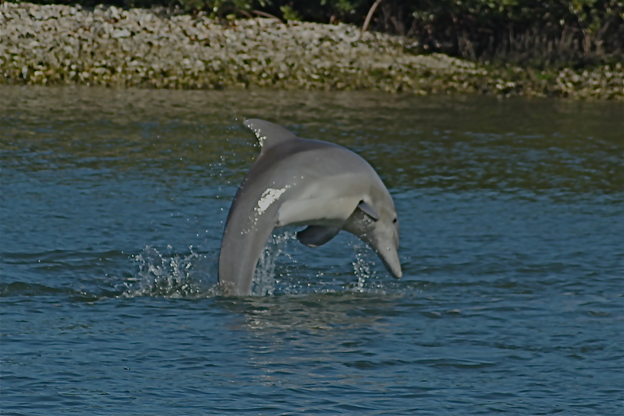 Dolphin rescued from entanglement in Cocoa Beach