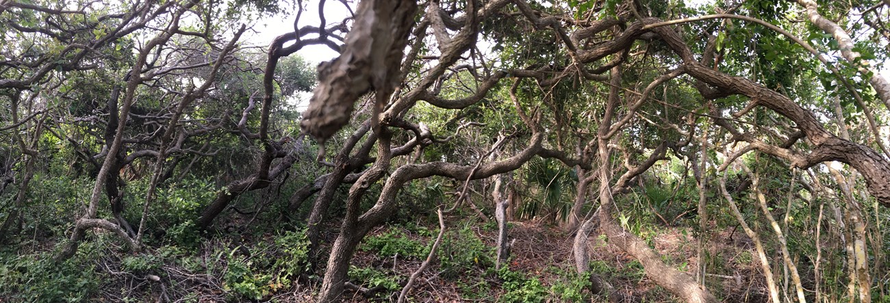 Underneath the canopy of the coastal scrub oak.