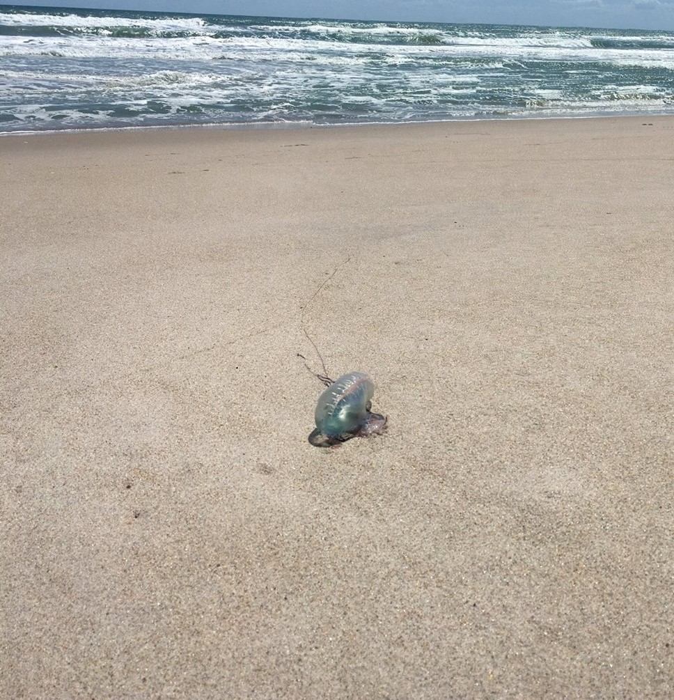 Sea Lice Are Showing Up At Some Florida Beaches, And Yes, They Sting