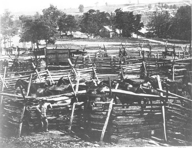 Series of corrals filled with horses and trees and buildings in the background during the Civil War.
