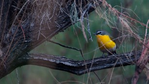 a bird with a bright yellow breast perches on a branch surrounded by green vegetation
