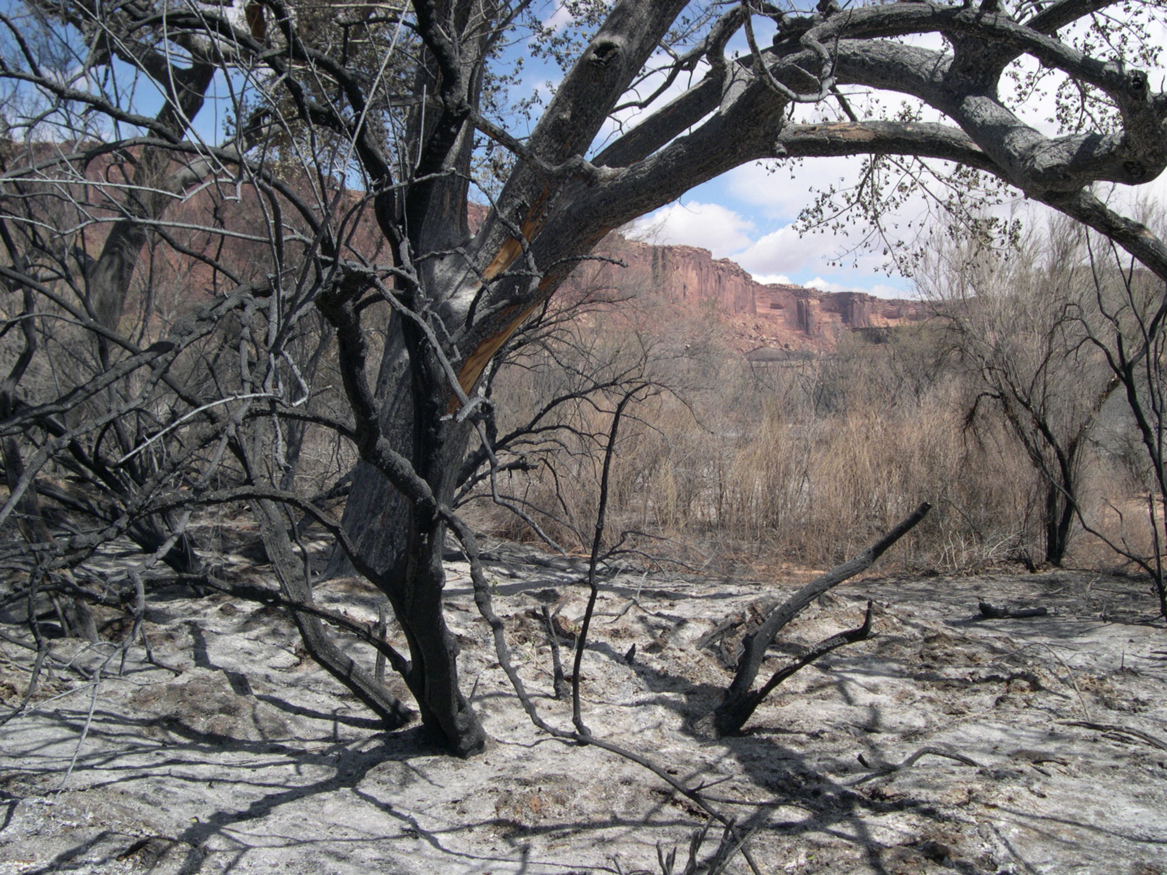 Charred, black trees and vegetation lined a gray and white ashy trail.