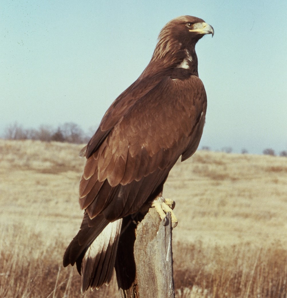 Ravens (Corvus corax) and a Golden Eagle (Aquila chrysaetos), at a